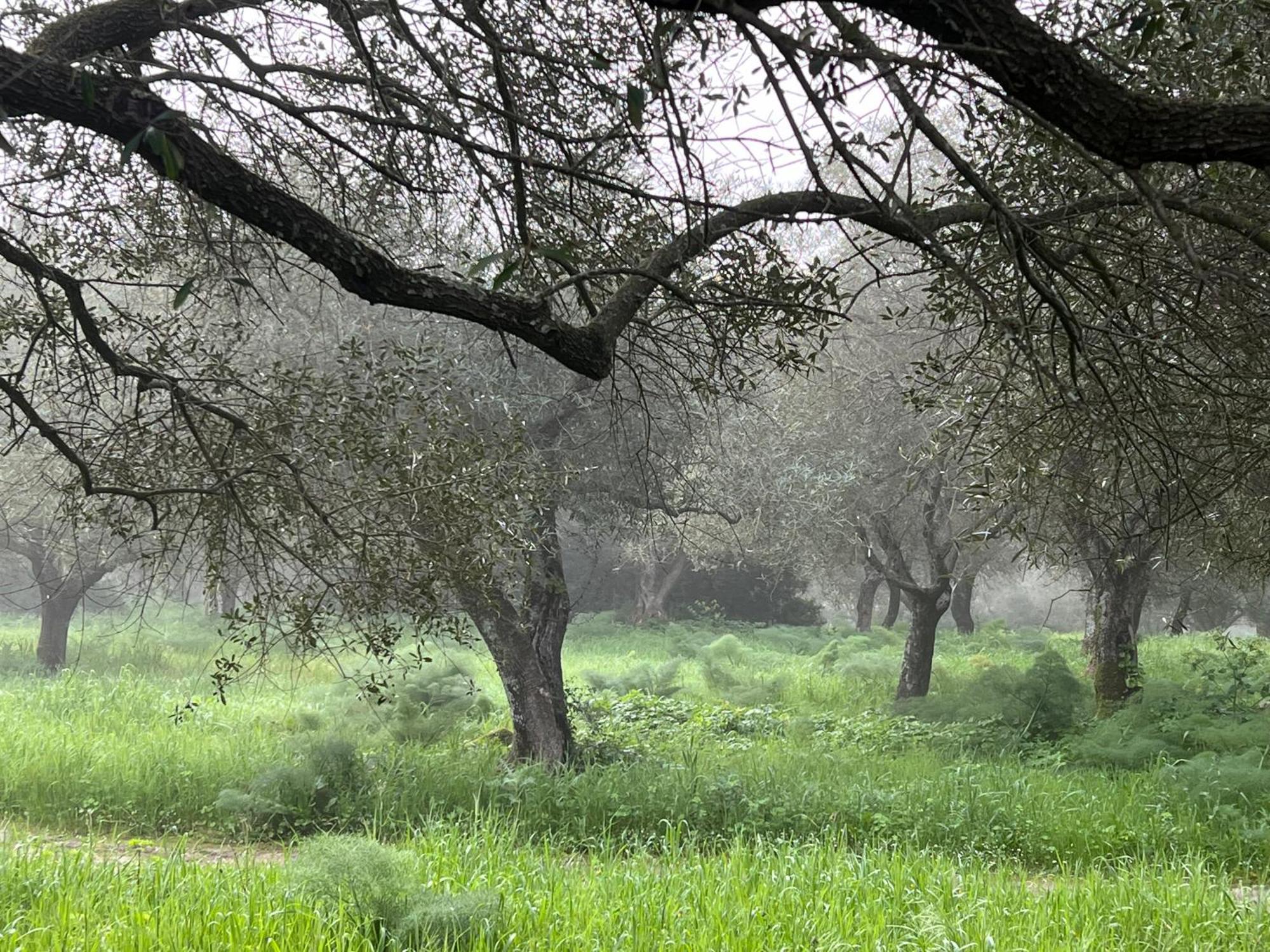 Muristene Pozzo Santa Cristina Paulilatino Bagian luar foto